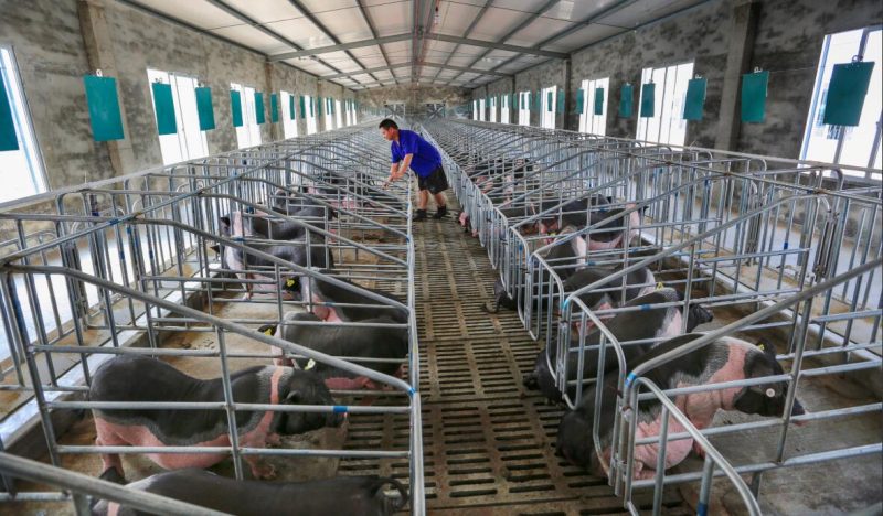 廣東省正在按照國務院統一部署積極發展生豬生產